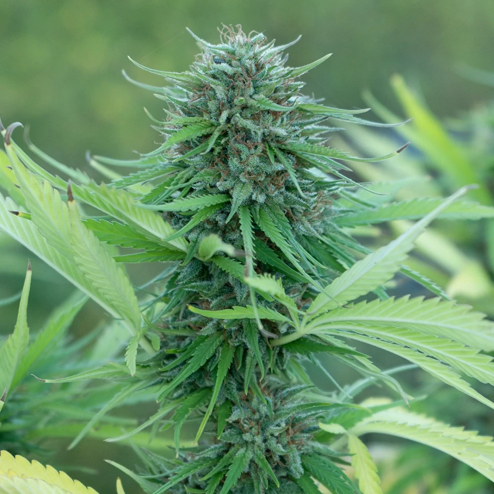 Nano11 Sour Suver Haze – květ 1g